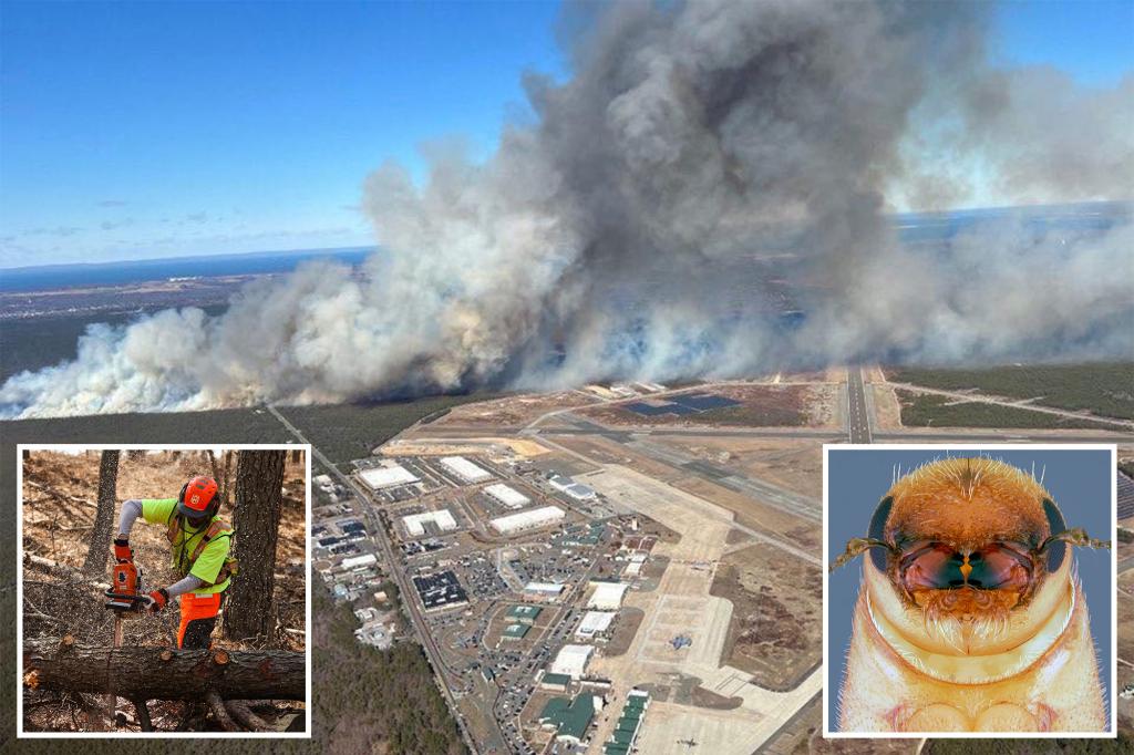 Tree killing beetle may cause more wildfires, Long Island officials warn