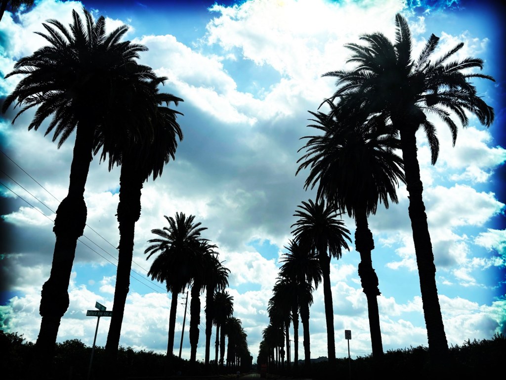 We call them palm trees but they really are something else – The Mercury News