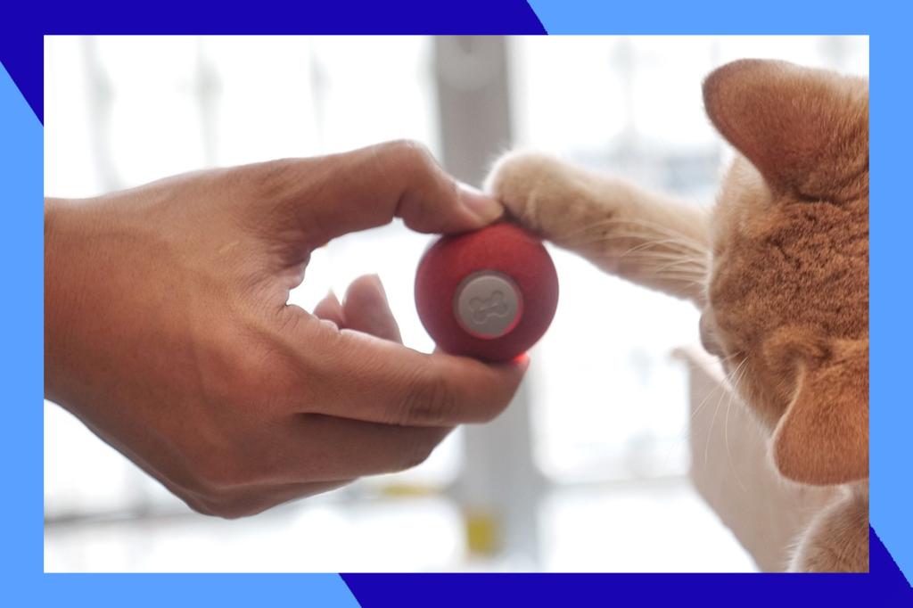 Interactive Toy for Cats is 3% off