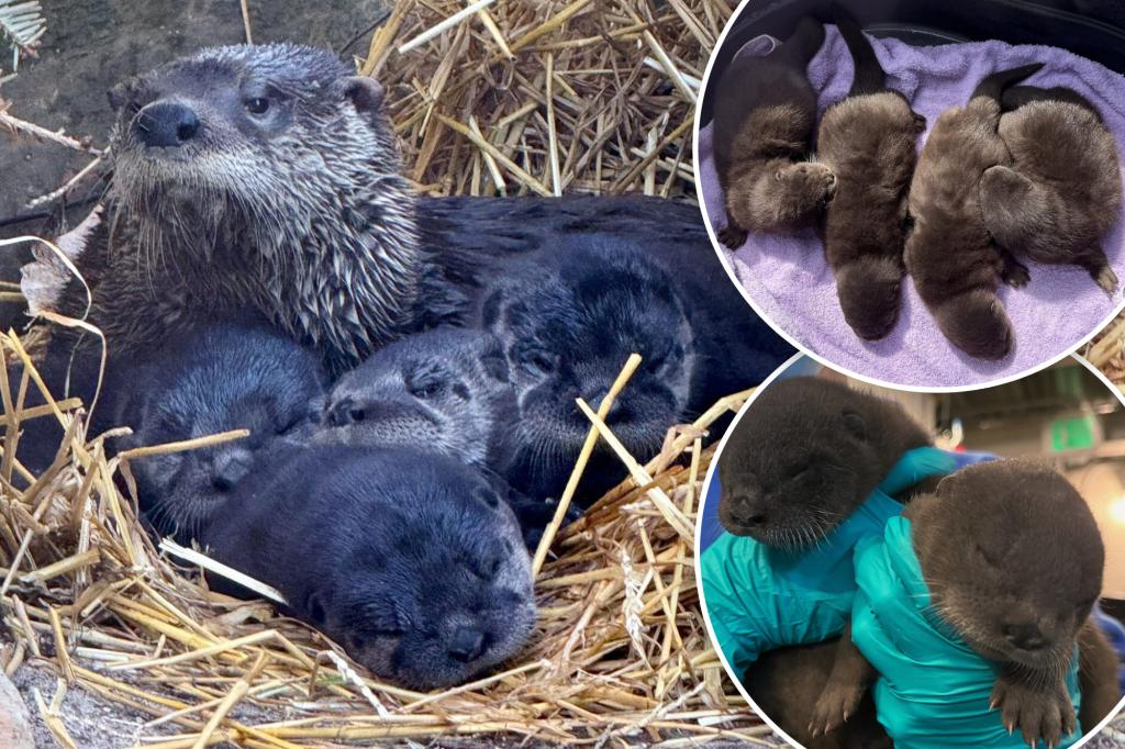 You can help name adorable otter pups at the Long Island Aquarium